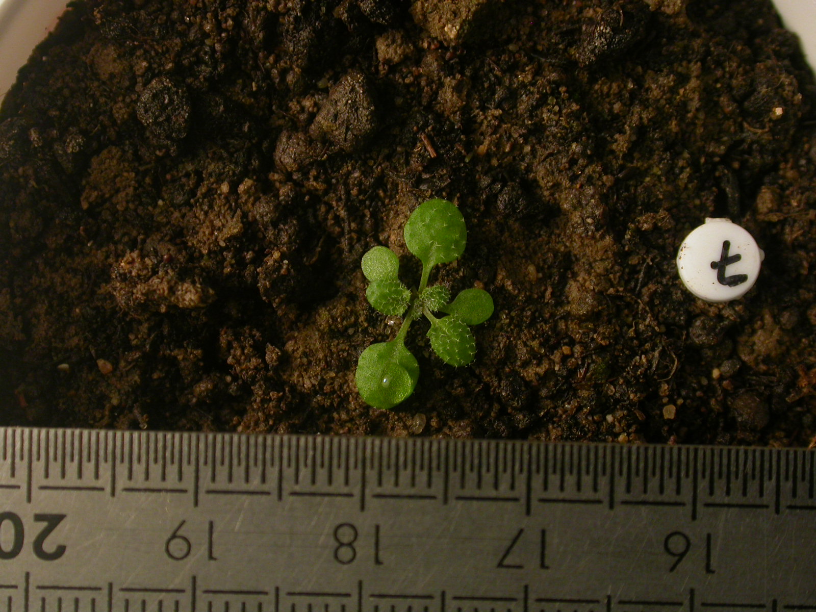 arabidopsis plant (high resolution)
