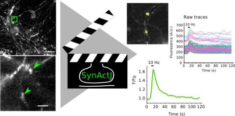 SynActJ workflow