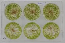 thumbnail of Arabidopsis thaliana seedlings