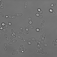 2D bright field yeast cell images