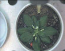 arabidopsis plant (low resolution)